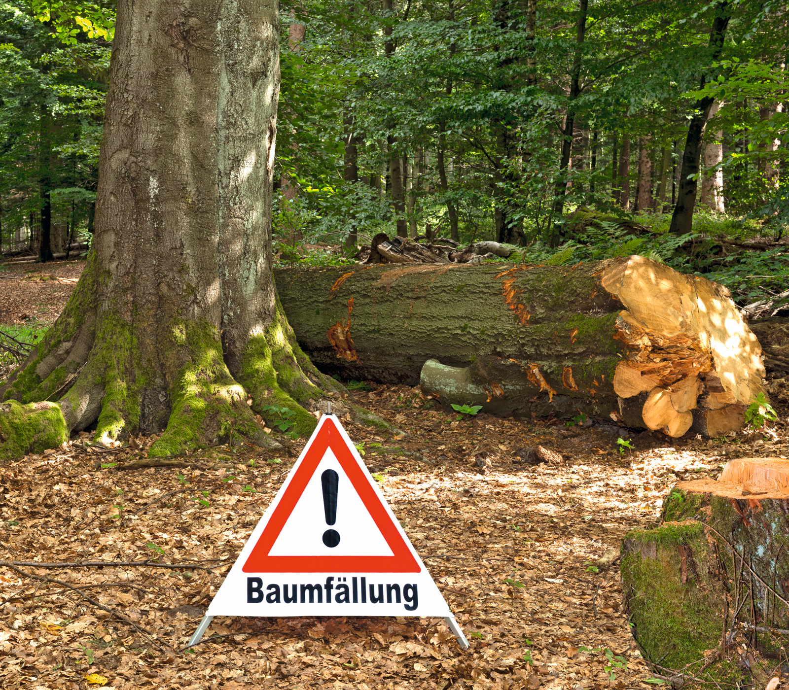 Triangle de signalisation pliant Triopan à ouverture automatique avec texte supplémentaire Abattage d’arbres